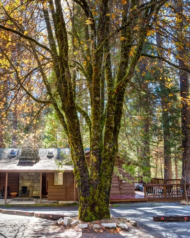 Stone-and-wood cabin under a mossy oak in autumn color — Soots-Me