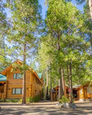 Log cabin resort nestled among tall pine trees with green metal roofs and wooden decks