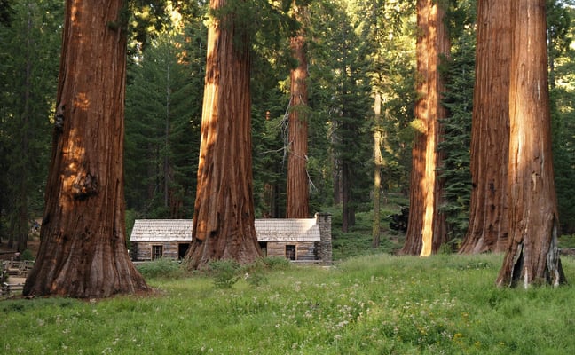 Historic wooden cabin nestled among tall pines in Wawona, Yosemite