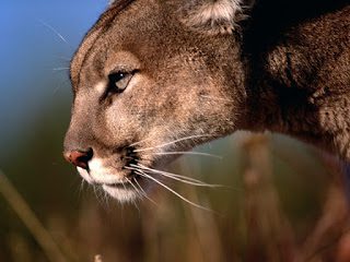 Mountain Lion Sightings