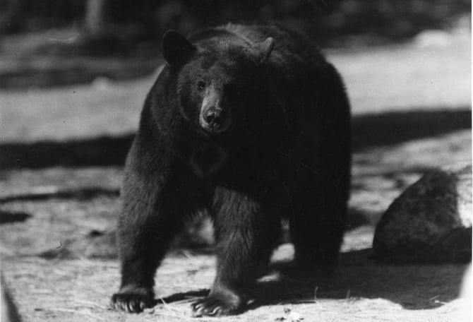 Bear Talks at the Redwoods Fireside Room and Deck