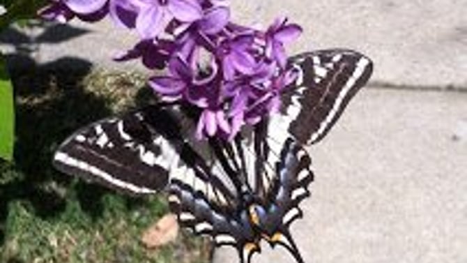 Yosemite Alpine Butterfly Count