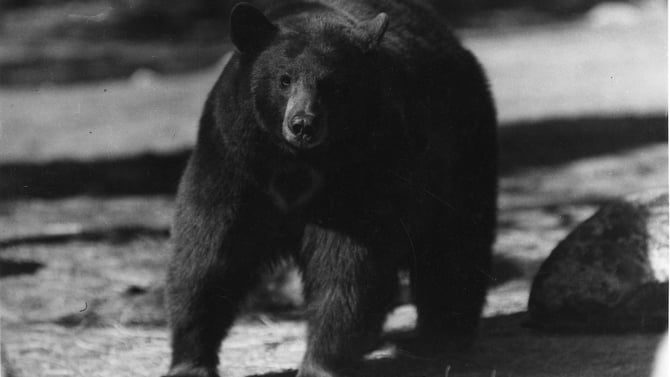 Evening Bear Visits