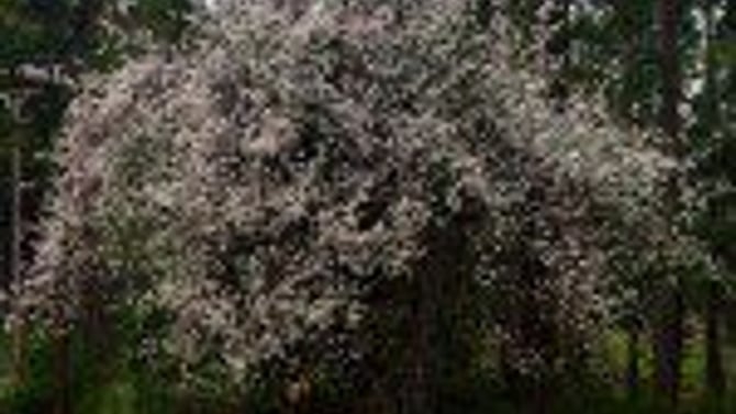 Wawona in Bloom