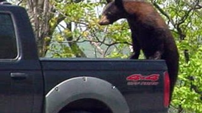 Bear Facts
