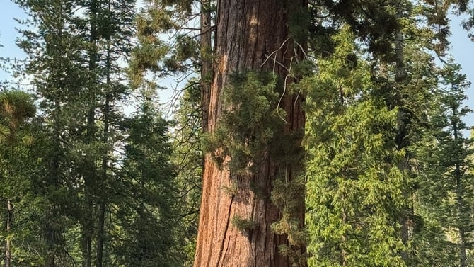 The California Tunnel Tree in Yosemite’s Mariposa Grove