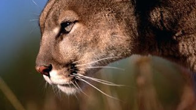 Mountain Lion Sightings