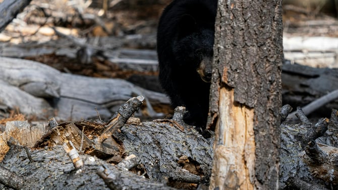 Bears in Yosemite; Information & Video