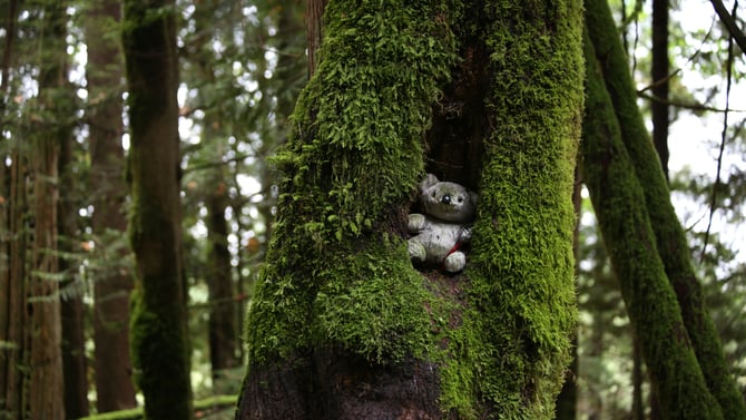 The Adventures of Rowen the Redwoods Bear