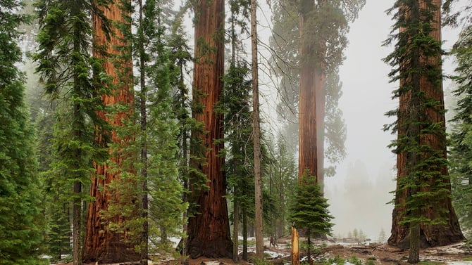 Mariposa Grove