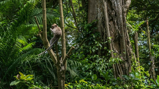Monkey Gone Wild