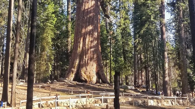 The Grizzly Giant: 4 Must-Know Facts About Yosemite's Most Famous Tree