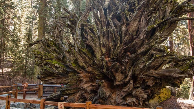 Fallen Monarch in the Mariposa Grove