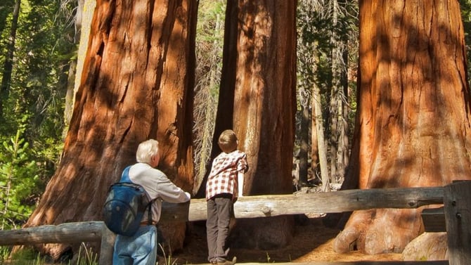 What Does the Redwoods Mean to You?