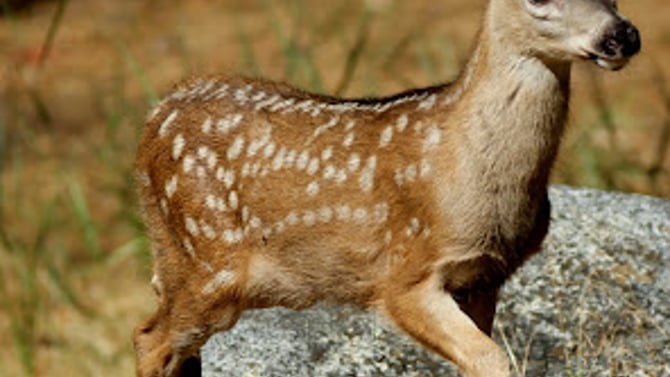 Yosemite National Park Requests Visitors Help