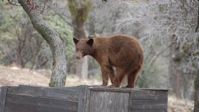 Bear News