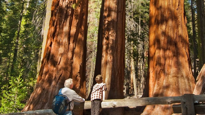 The Galen Clark Tree