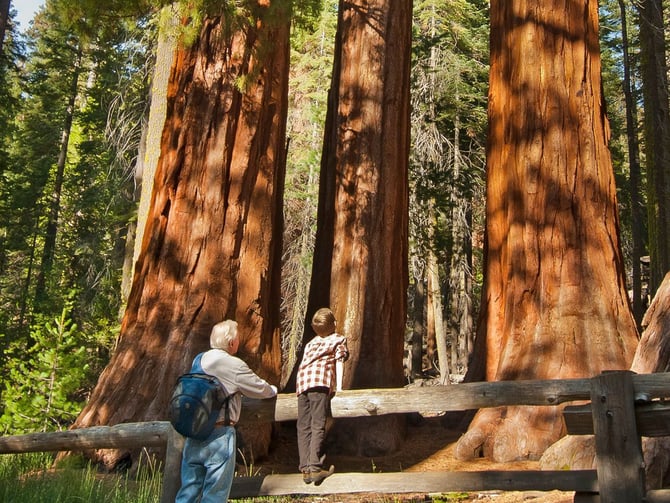 Mariposa Grove of Giant Sequoias